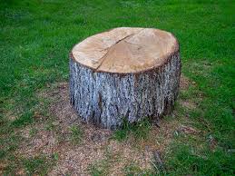 How Our Tree Care Process Works  in  Batesville, IN