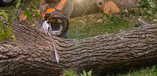 Best Fruit Tree Pruning  in Batesville, IN