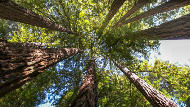 Best Arborist Consultation Services  in Batesville, IN