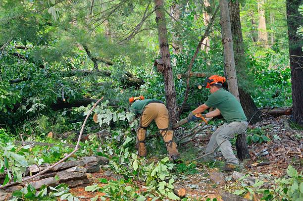 Best Storm Damage Tree Cleanup  in Batesville, IN