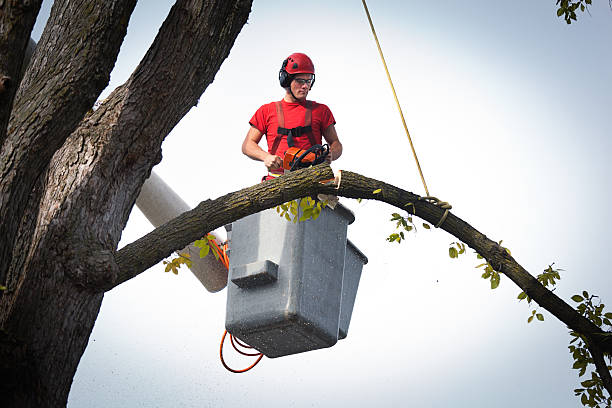 Batesville, IN Tree Services Company